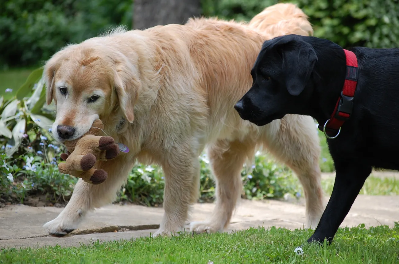 Zwei Hunde entspannt im Alltag, Training der Hundeversteher im Raum Stuttgart