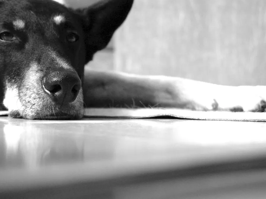 Hund entspannt in einem ruhigen Moment, Training der Hundeversteher Stuttgart