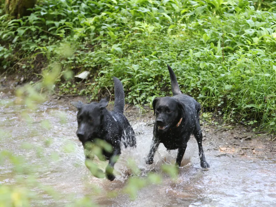 Zwei Labradore toben durchs Wasser, Auslastung im Raum Stuttgart