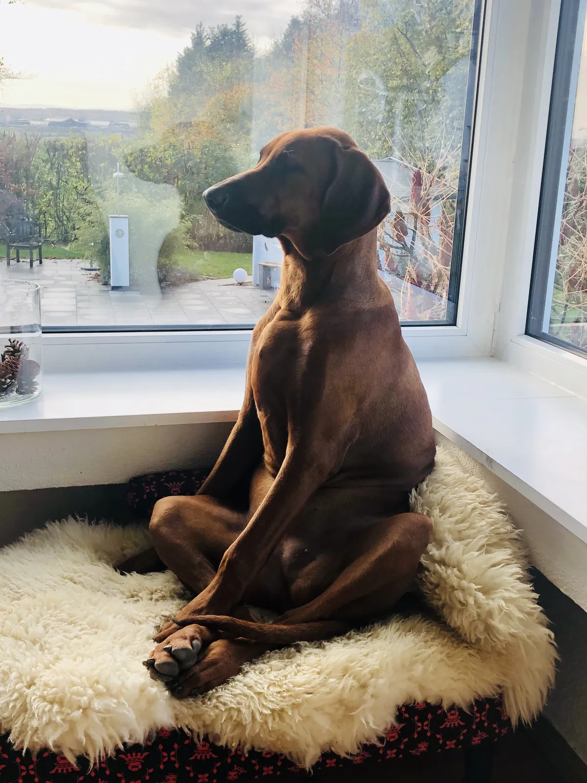Hund entspannt am Fenster, ausgeglichener Alltag nach dem Training in Stuttgart