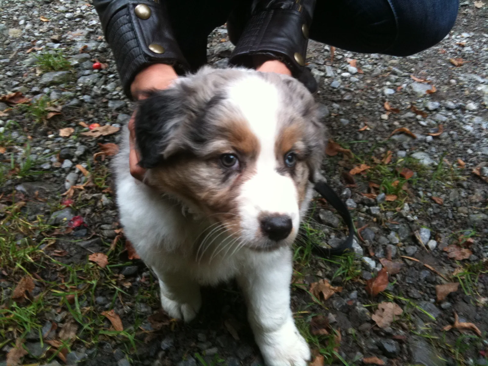 Australian Shepherd Welpe, Begleitung von Anfang an bei den Hundeverstehern Stuttgart