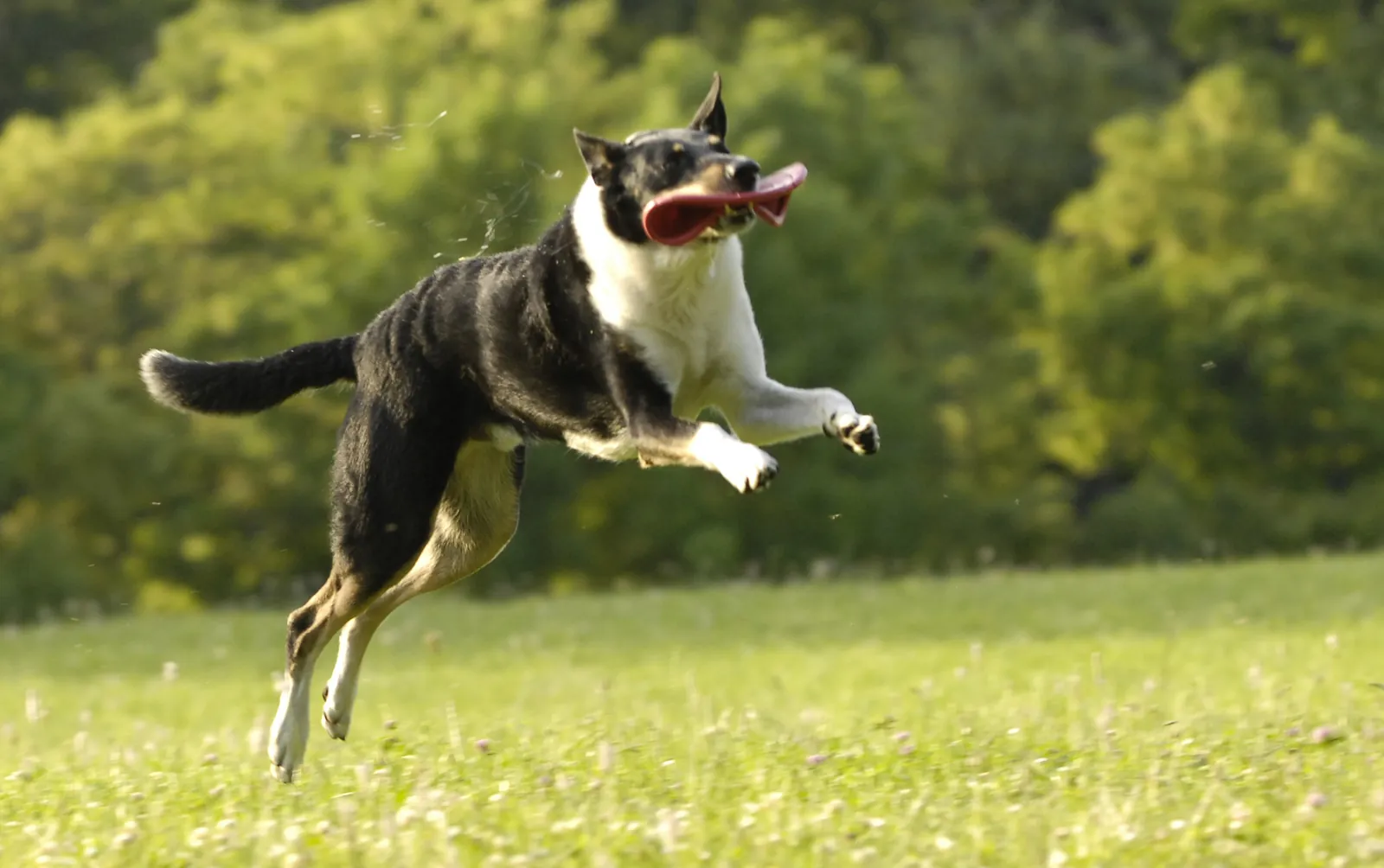 Hund fängt beim Training der Hundeversteher voller Freude die Frisbee, Raum Stuttgart