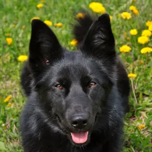 Tierschutzhund Diego, Erfolgsgeschichte Angsttraining der Hundeversteher Stuttgart