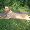 Junghündin Emmi, Erfolgsgeschichte Erziehung der Hundeversteher Stuttgart