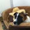 Hündin Moni, Erfolgsgeschichte Angst nach Umzug der Hundeversteher Stuttgart