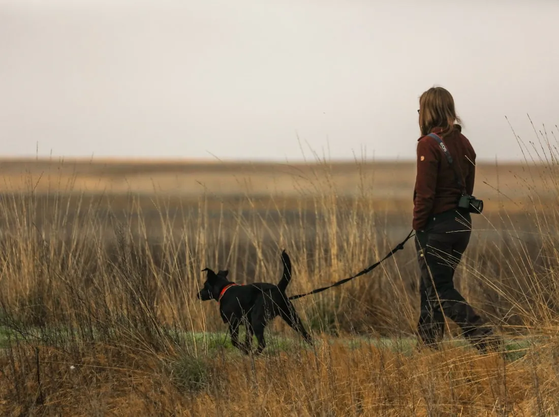 Entspannter Hund im Grünen beim Angsthund-Training der Hundeversteher in Stuttgart