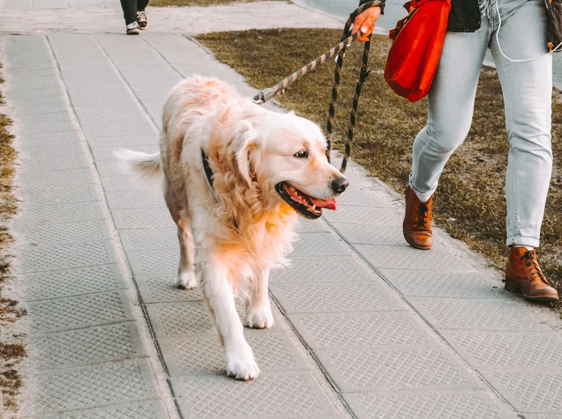 Spaziergang mit lockerer Leine beim mobilen Hundetrainer in Stuttgart