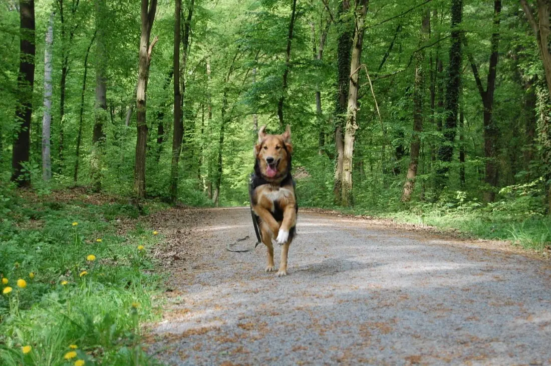 Hund läuft entspannt auf einem Waldweg, Training für Hundebegegnungen in Stuttgart