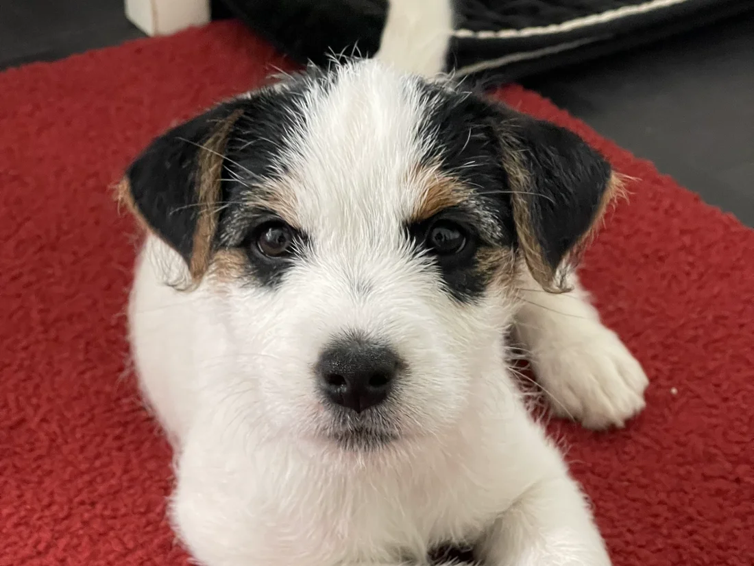 Jack-Russell-Welpe beim Welpentraining der Hundeversteher in Stuttgart